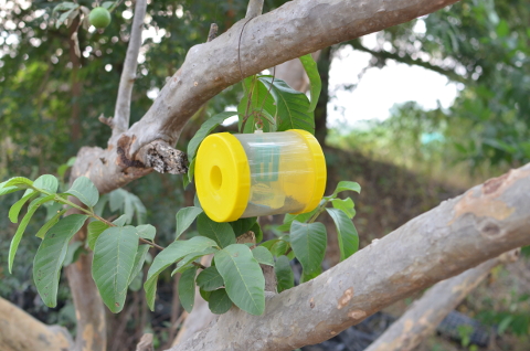 NaturePinks Fruitfly Trap NaturePinks Fruitfly Trap