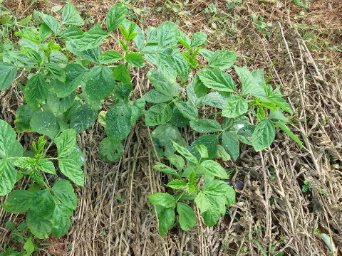 Legume mulch for soil improvement Legume mulch for soil improvement