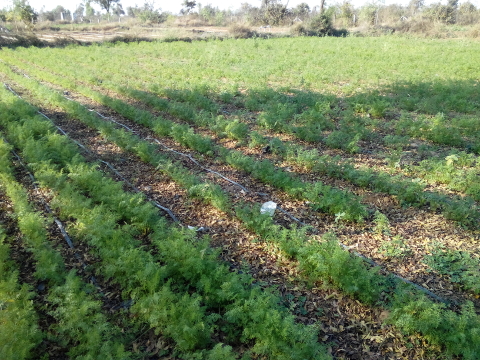 Green leaf manure from trees at NaturePinks Green leaf manure from trees at NaturePinks