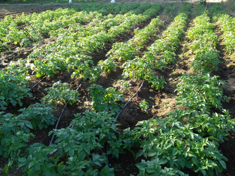 Potato in the making Potato in the making