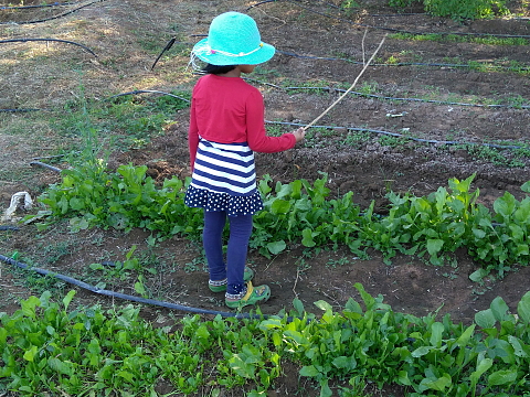 Young lady guarding the green leafy plot Young lady guarding the green leafy plot