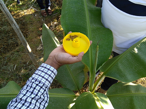 Pheromone insect trap at work to protect your fruits Pheromone insect trap at work to protect your fruits