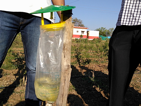 Funnel insect trap Funnel insect trap