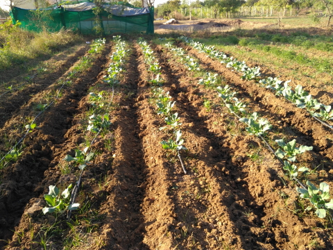 Organic cabbage and cauliflowers Organic cabbage and cauliflowers