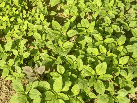 Organic Leafies Organic Leafy Vegetables