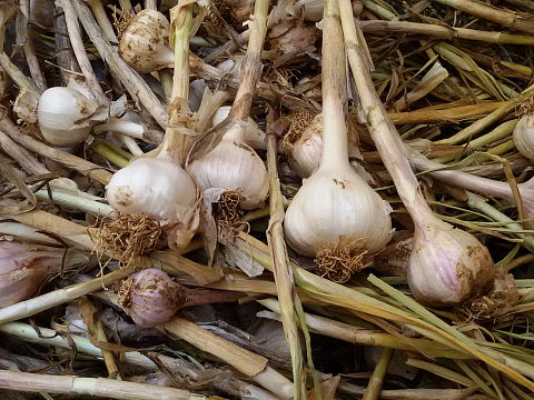 NaturePinks Organic Garlic - just harvested NaturePinks Organic Garlic - just harvested