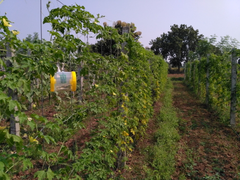 Fruitfly traps on Gourds at NaturePinks Fruitfly traps on Gourds at NaturePinks
