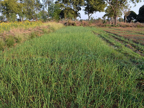NaturePinks Organic Garlic and Onion Crop NaturePinks Organic Garlic and Onion Crop
