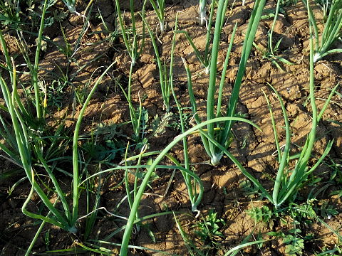NaturePinks Organic Garlic and Onion Plants NaturePinks Organic Garlic and Onion Plants