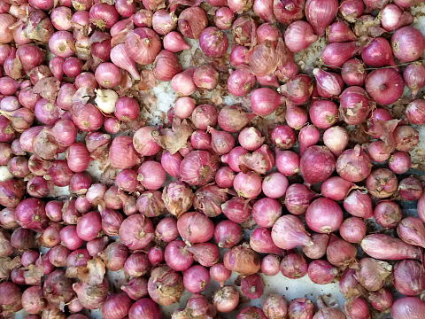 NaturePinks Organic Onion - just harvested NaturePinks Organic Onion - just harvested