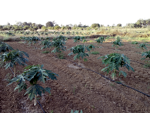 Young papaya plants a few months after transplant Young papaya plants a few months after transplant