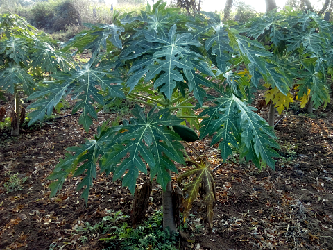 First organic papaya fruit shows up! First organic papaya fruit shows up!