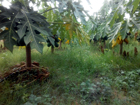 Mulching for organic papaya Mulching for organic papaya