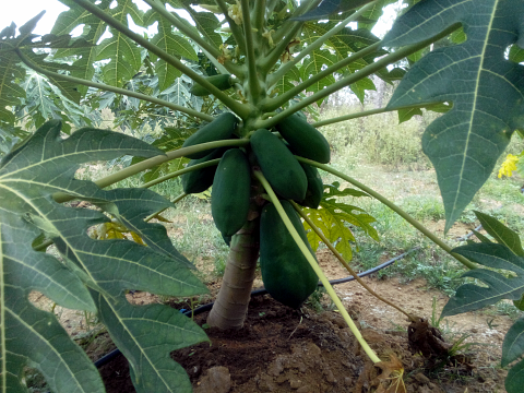 More fruiting, the compost mound provides the nutrition More fruiting, the compost mound provides the nutrition