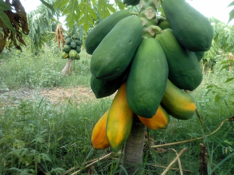 Fruit ripening on the plant Fruit ripening on the plant