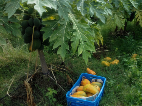Harvested fruit ready to transport Harvested fruit ready to transport