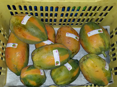 NaturePinks Organic papaya ready for you NaturePinks Organic papaya ready for you