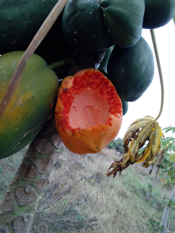 Ripening - as natural as it gets Ripening - as natural as it gets