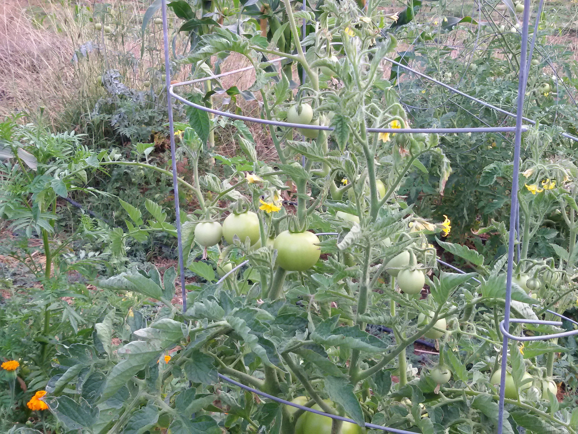 Support for Tomato plants Support for Tomato plants