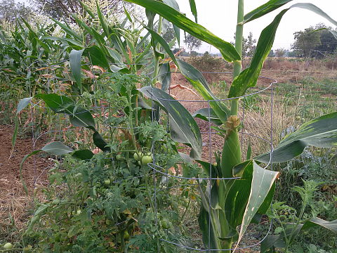 Tomato intercropped with Sweet Corn Tomato intercropped with Sweet Corn
