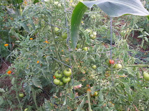 Marigold protects the Tomato Marigold protects the Tomato