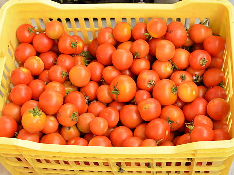 Organic Tomato ready to ship Organic Tomato ready to ship