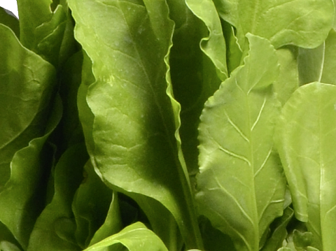 Organic Palak Vegetable Organic Palak Leaf